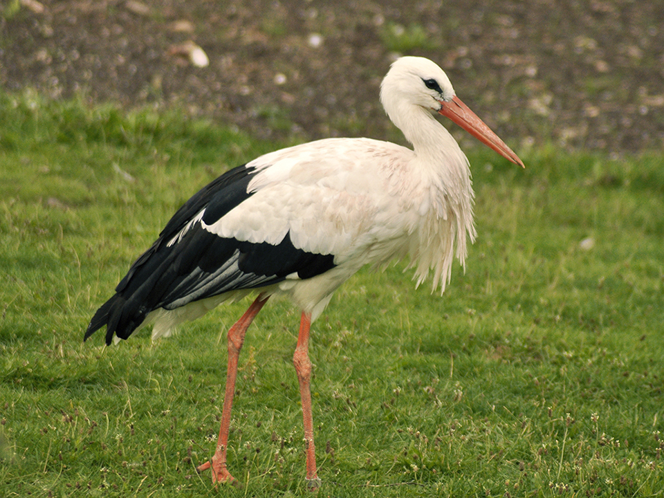 Stork
test
Keywords: Storke;stork