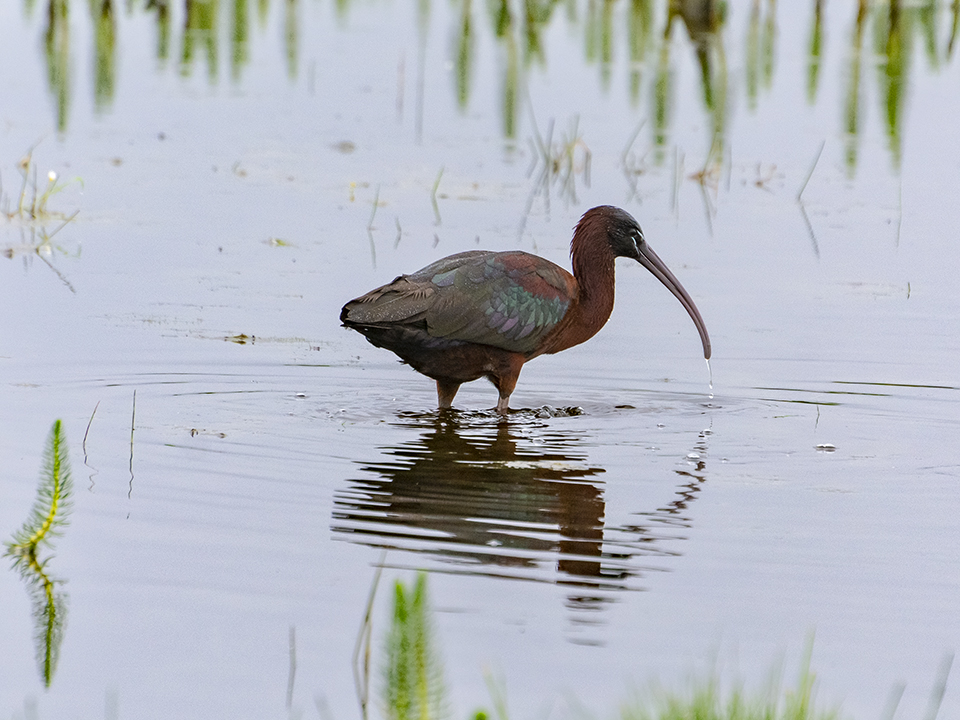 Sort ibis
Keywords: Sort ibis