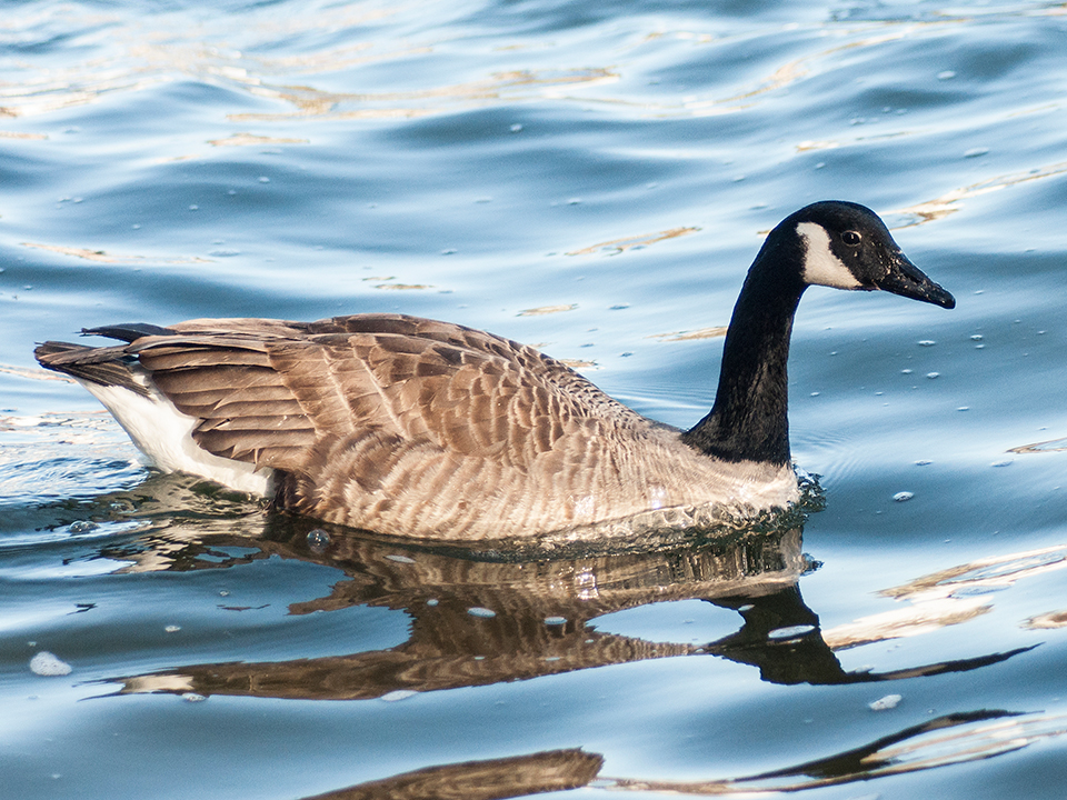 Canadagås
Canadagås (Branta canadensis) stammer oprindeligt fra Canadagås, ligesom navnet antyder. Den er dog indført i Europa, New Zealand og yngler også i Danmark. Det er en stor gås, der kan veje 7-8 kg. Hovedet er sort med en hvid hagesmæk. Den lange hals er også sort, mens resten af gåsen er lys gråbrun. Canadagåsen yngler i Nordvesteuropa med den største bestand i England. Herhjemme er den endnu ikke særlig almindelig. I yngletiden foretrækker den mindre vandhuller – gerne med småøer eller småholme. Om vinteren færdes den mest på marker. Canadagåsen er meget aggressiv i yngletiden. Hannen angriber med stor iver enhver, der forsøger at trænge sig ind på dens territorium. Føden består mest af forskellige former for plantedele. Korn og græs er den foretrukne føde, men den æder også diverse vandplanter, ligesom den om sommeren æder smådyr.
Keywords: Gås;Gæs;Canadagås