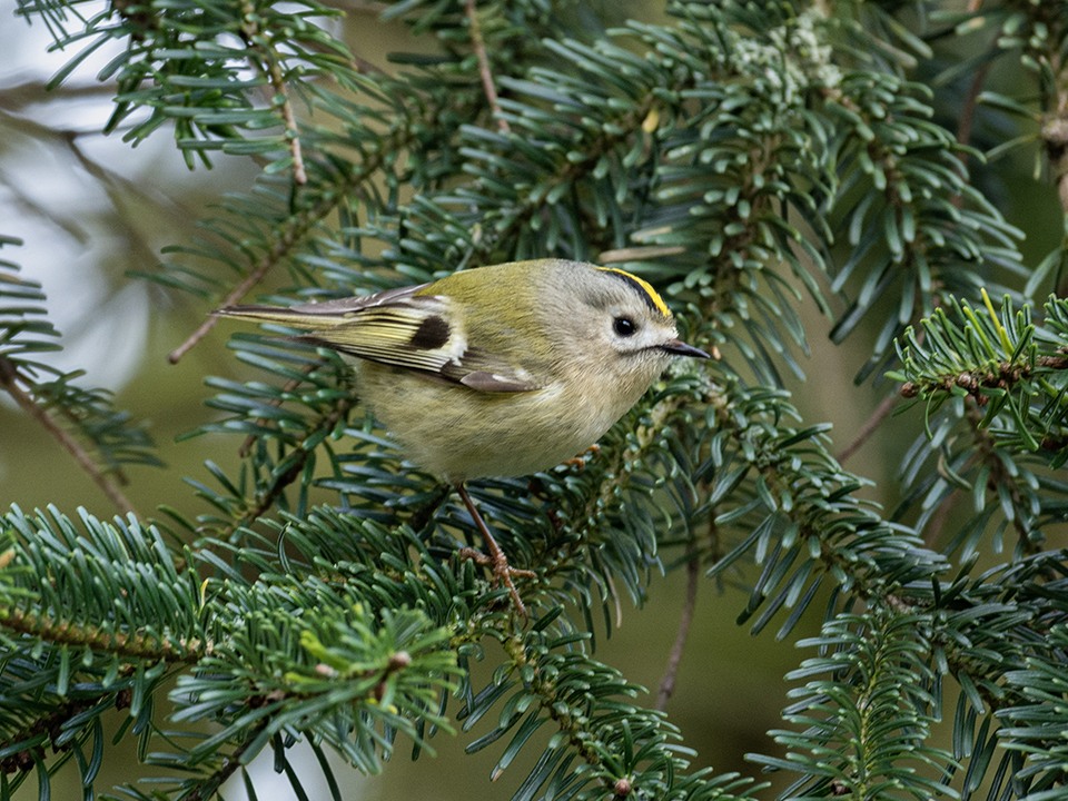 Fuglekonge
Fuglekongen (Regulus regulus) er Danmarks mindste fugl og vejer kun 4-6 gram. Den er forholdsvis sjælden. I modsætning til andre fugle æder fuglekongen insekter og smådyr hele året rundt. De fleste andre arter æder frø om vinteren. Man har regnet ud, at en fuglekonge hver time skal klatre omkring 300 meter på træernes grene for at finde insekter nok. Fuglekongen er især knyttet til nåleskove, og her kan dens fine og meget høje stemme høres året rundt. Stemmen ligger i så højt et toneleje, at mange ældre mennesker ikke kan høre den. Der yngler omkring 170.000 par fuglekonger i Danmark. Men hvert forår og efterår trækker mængder af skandinaviske fuglekonger igennem landet. Nogle gange kan træerne være helt levende af fuglekonger, som tager sig noget at æde i en pause på trækket.
Keywords: Fuglekonge