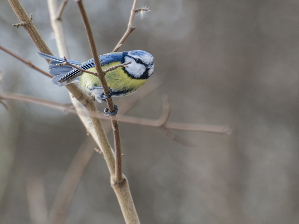 Blåmejse
Blåmejsen (Cyanistes caeruleus) er let at kende på sit blå-hvide hoved og blå vinger og hale. Med de hvide kinder og det gule bryst kan den minde lidt om musvitten, men blåmejsens lysende, blå isse med hvid krone er et sikkert kendetegn. Blåmejserne lever i sommerhalvåret af insekter og edderkopper, og de hakker mange larver ud af galler og bladknopper. Om vinteren lever blåmejsen både af insekter og frø, som den finder i løvskovene. Vi ser den også tit ude i rørskovene langs vore søer og åer, hvor de hakker insekt-larver ud af de hule tagrør. Ligesom de andre mejser er blåmejsen en dygtig akrobat i træernes grene. Tit hænger den med ryggen nedad ude i kvistene - travlt optaget af at hakke et insekt ud af bladknopperne eller spise birkefrø. Blåmejser er livlige og ret tillidsfulde, små mejser, som lever i alle slags løvskov. Om sommeren og efteråret strejfer blåmejserne omkring i familieflokke, om vinteren i store fælles flokke sammen med andre mejsearter.
Keywords: Blåmejse;mejse