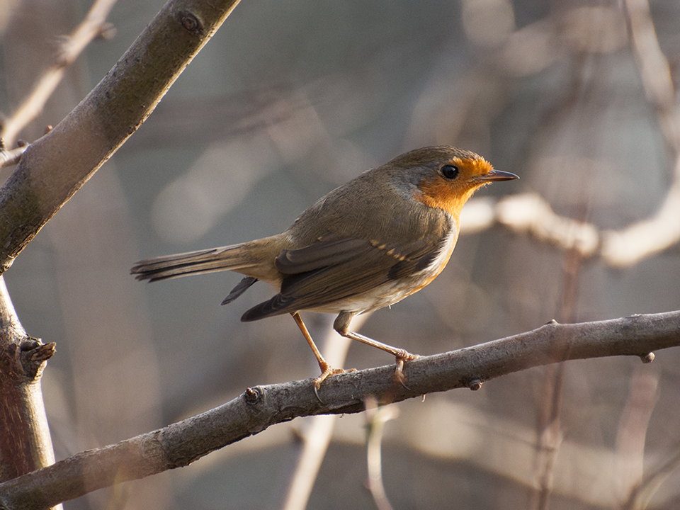 Rødhals
Rødhalsen (Erithacus rubecula) er også kendt under navnet rødkælk.
Keywords: Rødhals;rødkælk