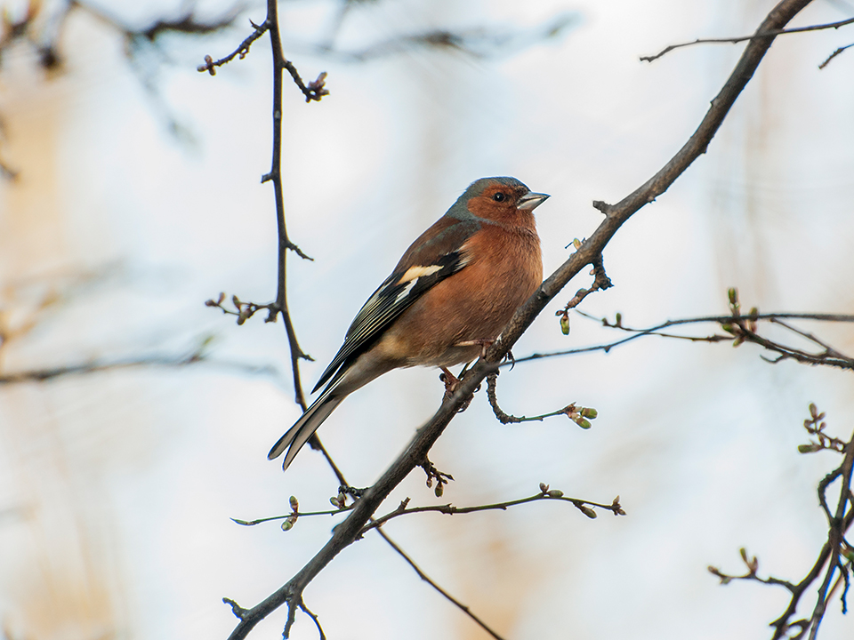 Bogfinke
Bogfinken (Fringilla coelebs) er en af Danmarks almindeligste fugle. Den findes over hele landet på steder, hvor der vokser træer – i skove, parker, haver og langs mark-hegn. Ved hus og have er den ofte ganske tillidsfuld og kommer tæt på, når man sidder roligt. Man regner med, at Bogfinken yngler i omkring 1,7 millioner par i Danmark. Det betyder, at bogfinken er den næst almindeligste fugl i landet, kun overgået af solsorten. Nogle af de danske bogfinker trækker sydpå om vinteren, mens andre - især hannerne - bliver i Danmark. Hvert efterår trækker enorme mængder af bogfinker nordfra gennem landet, og hvis der er nok at æde, bliver mange af dem hos os hele vinteren. Bogfinker danner ofte fælles flokke med dens nære slægtning kvækerfinken, og man kan opleve flokke på titusinder af finker. Flokkene "siver" gennem vores store bøgeskove, hvor der ligger frø på skovbunden.
Keywords: Finke;Spurvefugle;Bogfinke