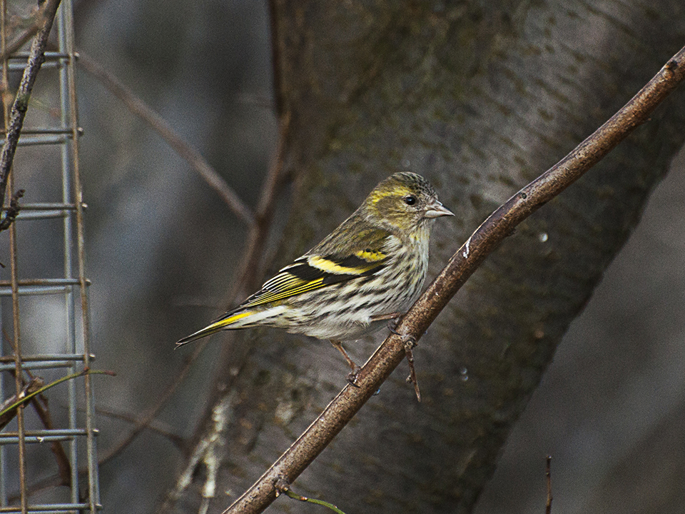 Grønsisken
Grønsiskenen (Spinus Spinus) er en lille, grøngul stribet spurvefugl. Hannen er gul på bryst og hoved. Den har sort pande og en plet under næbbet. På vingen ses et tydeligt, gult vingebånd. I flugten er dens korte hale og gule gump et godt kendetegn. Om vinteren er de små grønsiskener almindelige i ellesumpe. Det er typisk for fuglene, at de kvidrer lystigt og flyver meget tæt – nærmest i klump – mellem trætoppene. Grønsiskenen er en typisk skovfugl. Den lever det meste af året af frø fra rødgran, lærk, birk og rødel. I yn
Keywords: Grønsisken;Sisken;Spurvefugl