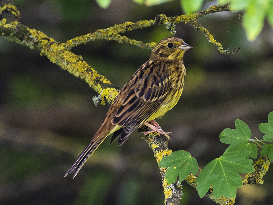 Gulspurv - hun
Gulspurven (Emberiza citrinella) har en meget letgenkændelig sang, som gengives en-to-tre-fir'-fem-seks-syyyyyyyyv. Gulspurven er en af Danmarks almindeligste fugle. Den findes stort set overalt ved læhegn i de åbne landskaber, åben kratskov, hvor der dyrkes juletræer og langs skovbryn. Gulspurven er udbredt over hele landet. Gulspurven er dog ikke længere så almindelig som tidligere på grund af det intensive landbrug, hvor man sprøjter med en række giftstoffer. Undersøgelser har vist, at der er flere gulspurve på økologisk dyrkede marker, og at gulspurvene her lægger flere æg og får flere unger. På trods af tilbagegangen er der stadig mange gulspurve i Danmark. Man regner med, at der yngler omkring 567.000 par gulspurve i landet. Men der er ikke ret mange, der ved, at man også kan høre, hvorfra i landet en gulspurv kommer. Det er muligt at høre, fordi gulspurvene synger med dialekt. Det vil sige, at sangen er forskellig fra landsdel til landsdel.
Keywords: Gulspurv