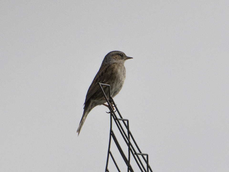 Jernspurv
Jernspurv (Prunella modularis) holder til i lysåbne skove med tæt underskov og buskads. Den ses meget i plantninger med unge graner, og den holder desuden til i parker, kirkegårde, frugthaver og større villahaver. Jernspurven er på størrelse med en skovspurv og har brune farver som en spurv. Den er lidt mørkere og slankere end de andre brune spurve og har et fint, spidst næb. Hannen har ensfarvet blågråt hoved med brune kinder. Hunnen er mere mørkebrun og stribet i hovedet. Jernspurven lever lavt i buskads, og den færdes mest på jorden under buskene. Den bevæger sig på en forsigtig, krybende måde. Den kan minde lidt om en mus. Jernspurven lever om sommeren af insekter og smådyr. Om vinteren er den mere alsidig og tager også frø og bær.
Keywords: Spurv;Jernspurv;Småfugle